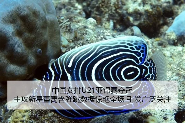 中国女排U21亚锦赛夺冠 主攻新星董禹含弹跳数据惊艳全场 引发广泛关注